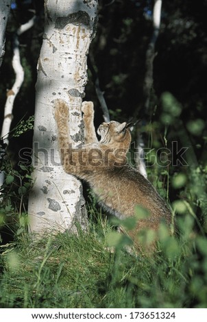 Lynx (Felis Lynx) Scratching Claws On Aspen Tree