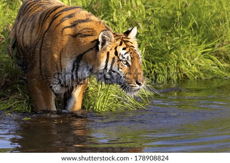 Tiger Standing In Water