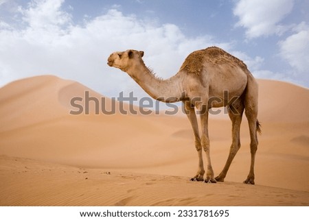 Similar – Image, Stock Photo dromedary Dromedary Camel