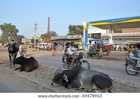 MADURAI, INDIA - 1 NOVEMBER: Typical Indian village street with cows and overloaded  motorbikes on November 1, 2009. Driving of vehicles is risky in India due to holy cows moving everywhere.