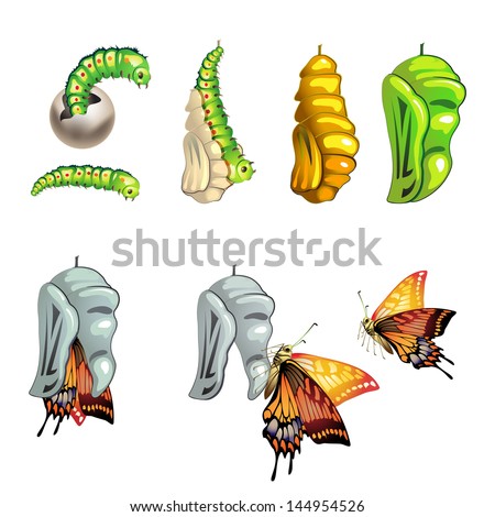 Butterfly stages with cocoon on white background