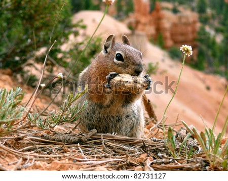This squirrel loves his peanut