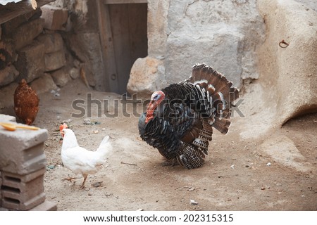 Cocks and Turkey cock in the henhouse. Horizontal photo