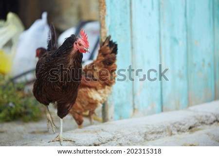 Rooster and hen in hennery. Horizontal photo