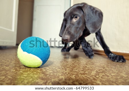 Dog playing indoors with colorful tennis ball. Focus to the ball
