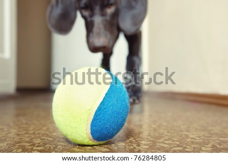 Young dog playing indoors with colorful tennis ball. Natural light and colors. Focus onto the ball