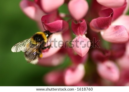 Similar – Image, Stock Photo bee perspective tulips