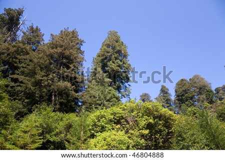 General Grant tree, Redwood National Park in California, USA