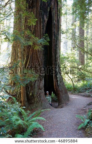 Redwood National Park in California, USA