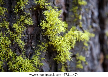 Treebark with moss, Redwood National Park in California, USA
