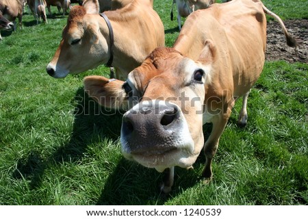 A beautiful female Jersey cow in pasture exploring the camera
