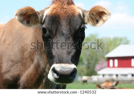 A beautiful female Jersey cow in pasture