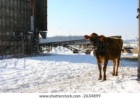 A winter day outside for a cow