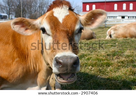 A jersey cow yelling out loud