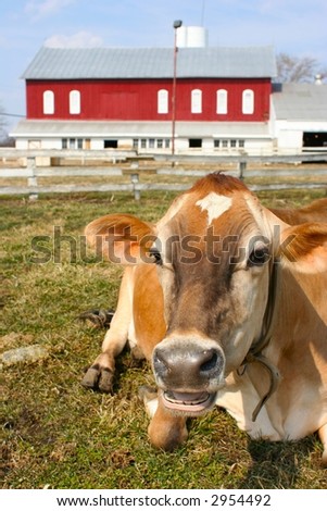Jersey cow on the farm