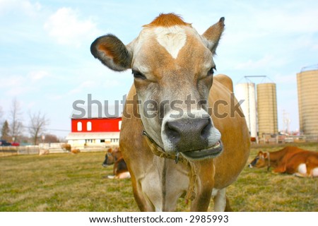 Another funny faced jersey cow