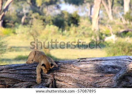 Young lion cub plays on tree trunk Botswana, Africa