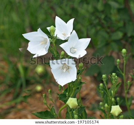 Flowers Like White Little Bells