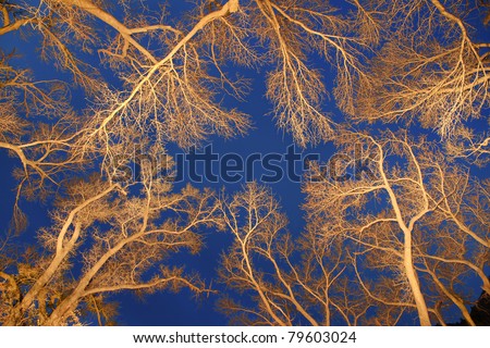 Tree Canopy. Bare branches silhouetted against a dark blue night sky.  Tree branches were painted with light.