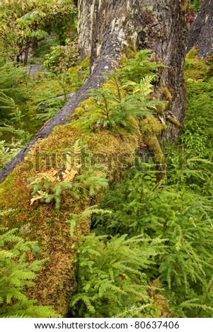 Red Maple in Tongass National Forest - temperate rain forest growth detail - near Juneau, Alaska