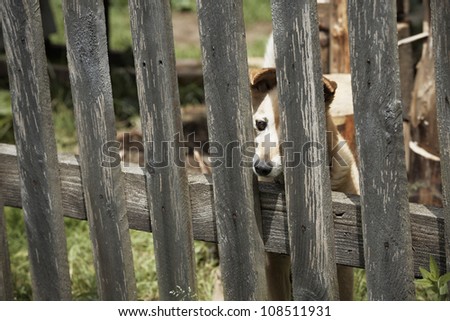 Curious dog behind wooden fence.