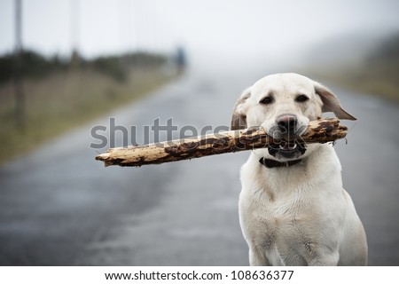 Yellow labrador retriever with stick