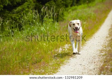 Yellow labrador retriever is running on the road.