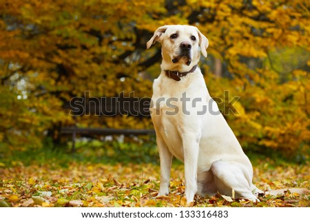 Yellow labrador retriever in autumn park