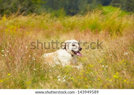 Yellow labrador retriever on the summer meadow
