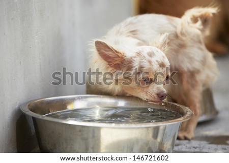 Chihuahua is drinking from a bowl of water.