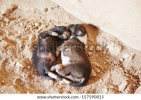 Abandoned puppies is sleeping on the dirty floor - selective focus