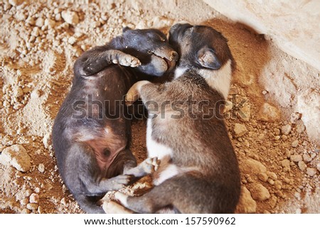 Abandoned puppies is sleeping on the dirty floor - selective focus