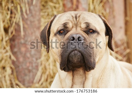 Portrait of cane corso dog in the farm