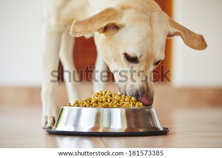 Hungry labrador retriever is feeding at home.