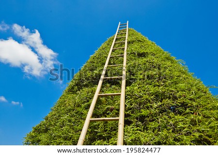 Ladder to heaven - summer day in the garden work