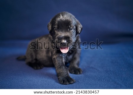 Similar – Image, Stock Photo Cute black puppy sitting in street
