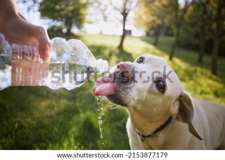 Similar – Foto Bild DER HUND, DIE HITZE & DAS MEER