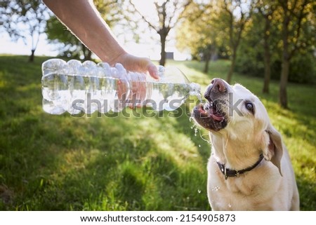 Similar – Foto Bild DER HUND, DIE HITZE & DAS MEER