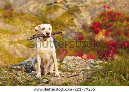 Labrador retriever with wooden stick in autumn nature