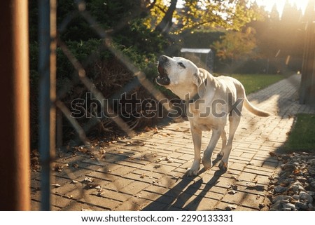 Similar – Image, Stock Photo Behind the fence