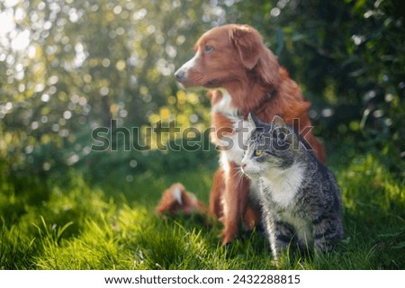 Similar – A beautiful cat with blue eyes