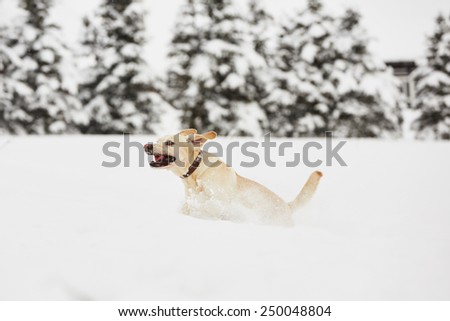 Yellow labrador retriever is running in wintry landscape