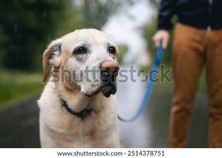 Similar – Image, Stock Photo A dog walking on the wooden planks in a floating village in Halong Bay, Vietnam