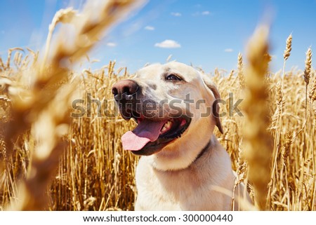 Yellow labrador retriever is waiting in cornfield