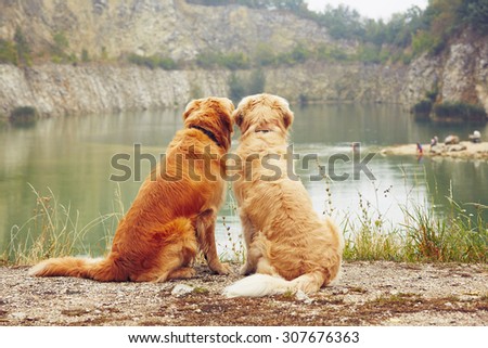 Lake for swimming. Two golden retriever dogs in old stone quarry.