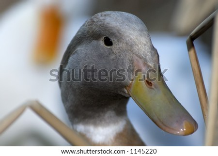 A close-up view of a duck making his way through the reeds.