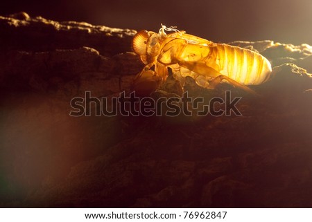 Cicada slough off in macro shot like it\'s glowing itself, Chonburi Thailand