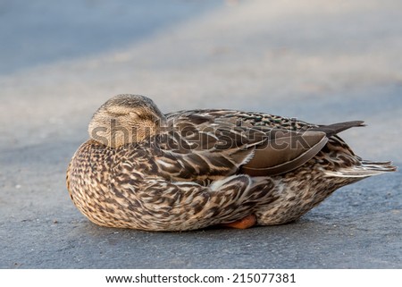 Duck takes a nap on the ground.  Female mallard.