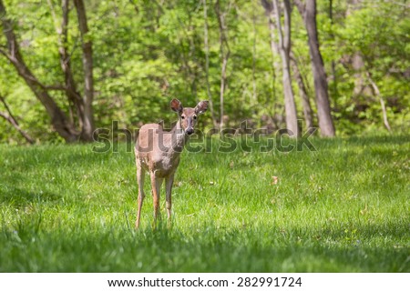 A young buck deer with new antlers growing is looking curious in a suburban yard.  The deer is standing on a manicured lawn with woods and trees in the background.