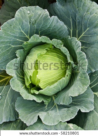 cabbage head on the vegetable bed